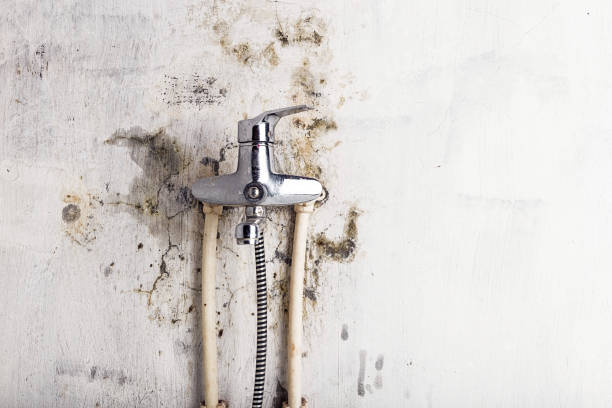 Best Mold Testing  in Trevose, PA