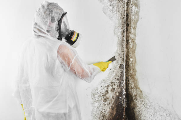 Mold Removal Process in Trevose, PA