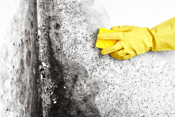Attic Mold Removal in Trevose, PA