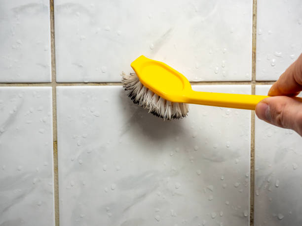 Best Home Mold Removal  in Trevose, PA
