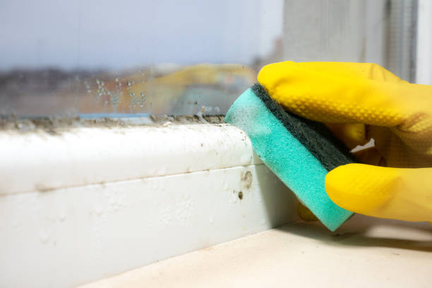 Best Mold Removal Near Me  in Trevose, PA