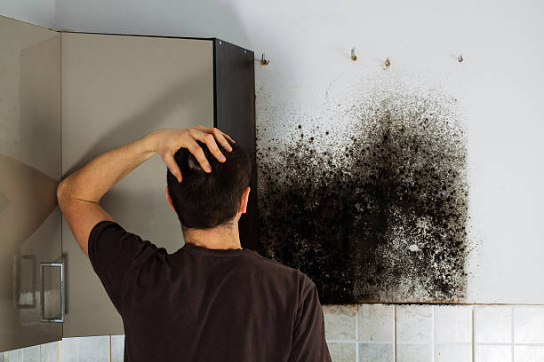 Best Attic Mold Removal  in Trevose, PA