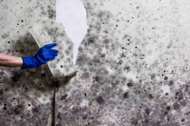 Trevose, PA Mold Removal Company