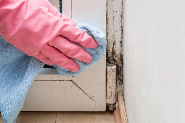 Best Toxic Mold Removal  in Trevose, PA