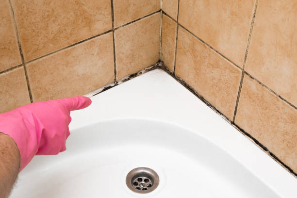 Best Best Mold Removal Companies  in Trevose, PA